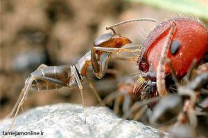 طرح جابر آیا مورچه ها سلیقه غذایی دارند