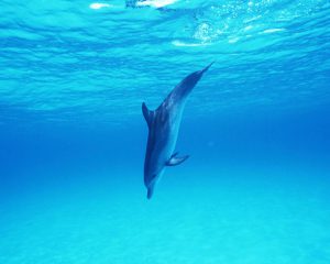 طرح جابر انواع دلفین های خلیج فارس