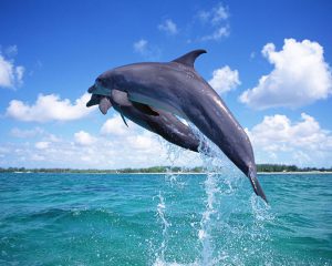 طرح جابر عجایب دلفین ها