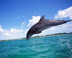 طرح جابر عجایب دلفین ها
