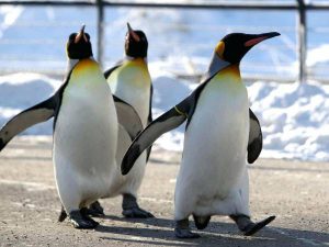 طرح جابر عجایب پنگوئن ها
