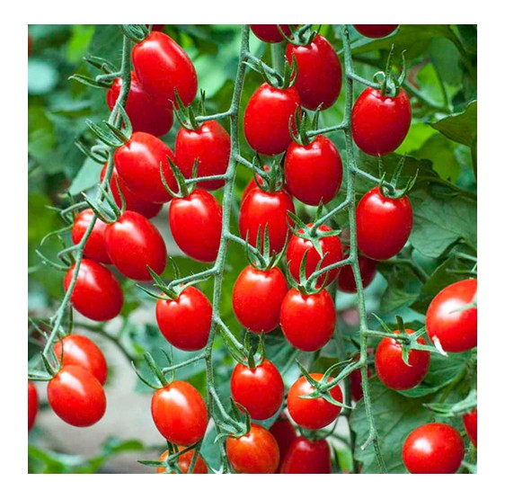 طرح جابر تاثیر پودر سیر بر رشد گوجه فرنگی