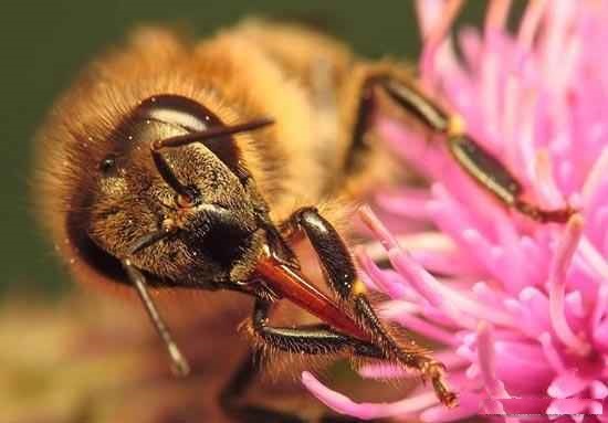 طرح جابر زنبور عسل