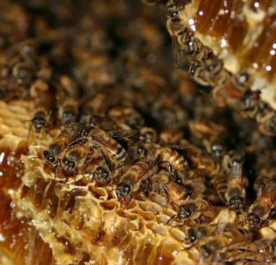 طرح جابر زنبور عسل