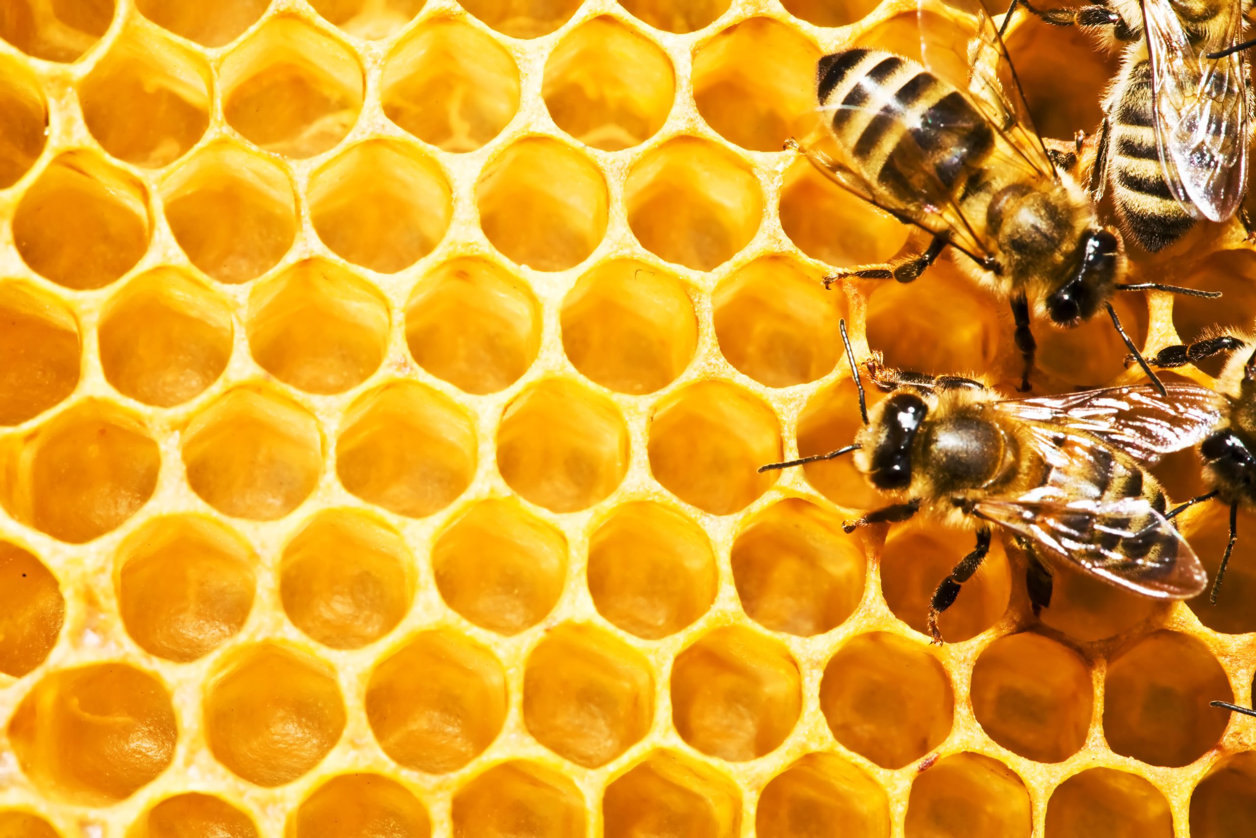 طرح جابر ترکیبات شفابخش با عسل