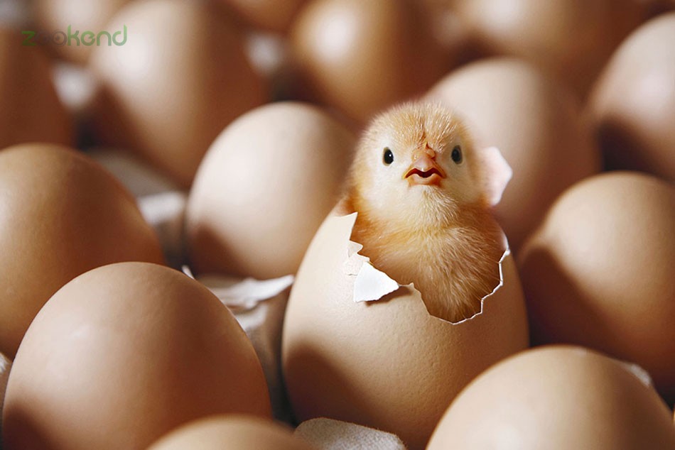 طرح جابر سیر تکامل تخم مرغ تا جوجه