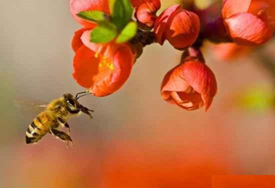 طرح جابر مسیر حرکت زنبور عسل